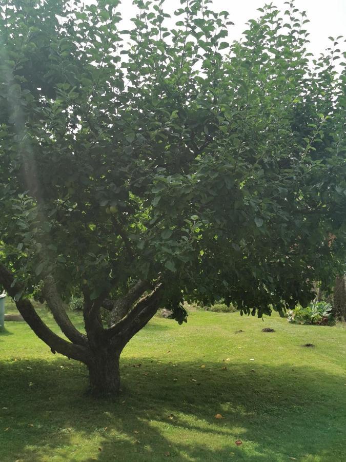 Pension Zum Park Goldberg Dış mekan fotoğraf